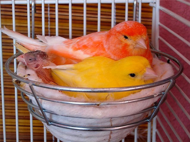 Содержание канареек и уход за ними в Шлиссельбурге