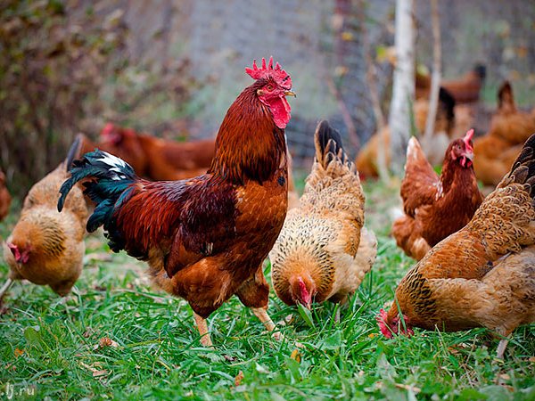Породы куриц | ЗооТом - продажа, вязка и услуги для животных в Шлиссельбурге