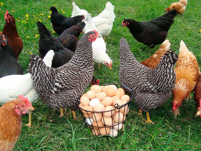 Содержание кур и уход за ними | ЗооТом - продажа, вязка и услуги для животных в Шлиссельбурге