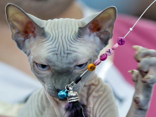 Выставки кошек в Шлиссельбурге | ЗооТом портал о животных