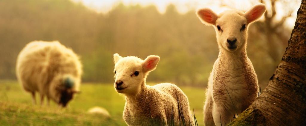 Объявления о сельскохозяйственных животных | ЗооТом - продажа, вязка и услуги для животных в Шлиссельбурге