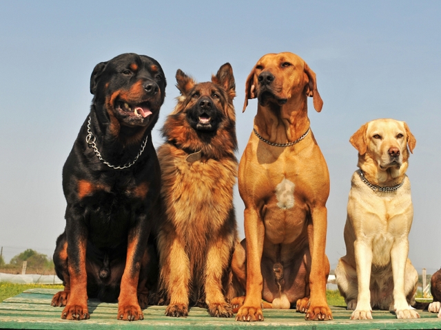 Крупные породы собак в Шлиссельбурге | ЗооТом портал о животных